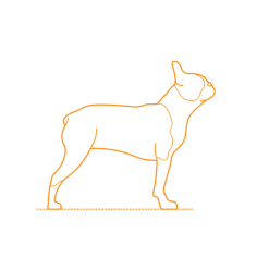 Animals Dogs Boston Terrier Outline Svg File, Free Vectors File